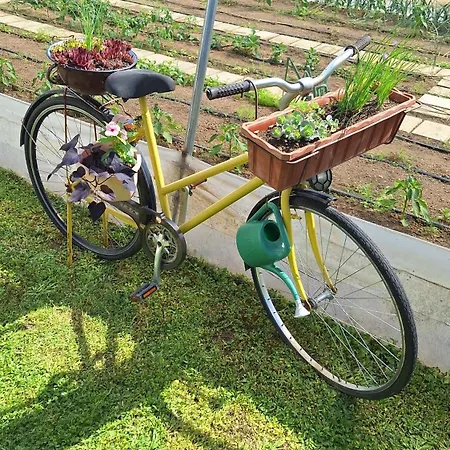 Old Mill * بيهاتش